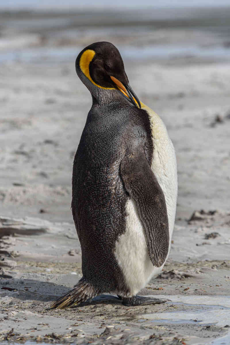 Pingüino Rey - islas Falkland o Malvinas 07.jpg